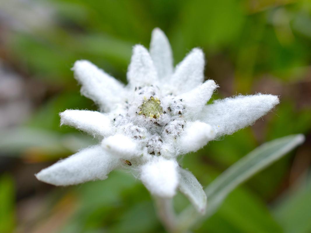 雪绒花是什么花，有什么功效，雪绒花是什么花?？-第7张图片-优品飞百科