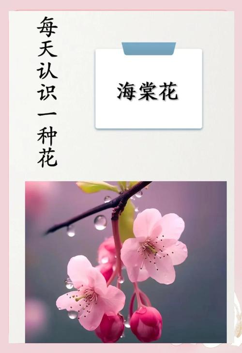 海棠花的花语是什么，海棠花的花语是什么简短？-第3张图片-优品飞百科