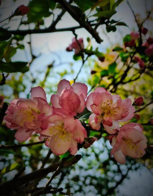 海棠花的花语是什么，海棠花的花语是什么简短？-第5张图片-优品飞百科