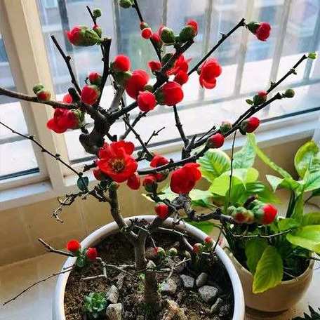 海棠花的花语是什么，海棠花的花语是什么简短？-第6张图片-优品飞百科