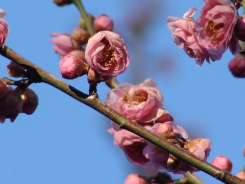 佳木斯适合养什么花,市花和市树是什么,佳木斯绿化树有哪些-第2张图片-优品飞百科 佳木斯适合养什么花,市花和市树是什么,佳木斯绿化树有哪些-第2张图片-优品飞百科