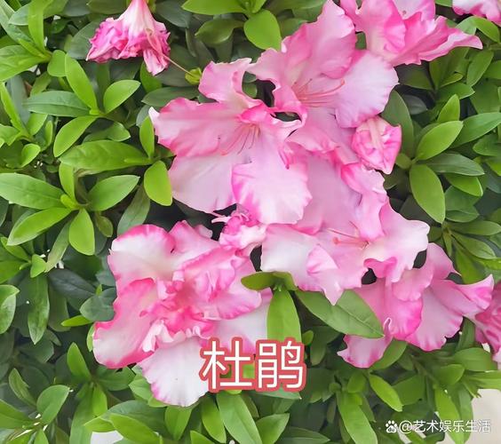 佳木斯适合养什么花,市花和市树是什么,佳木斯绿化树有哪些-第3张图片-优品飞百科 佳木斯适合养什么花,市花和市树是什么,佳木斯绿化树有哪些-第3张图片-优品飞百科