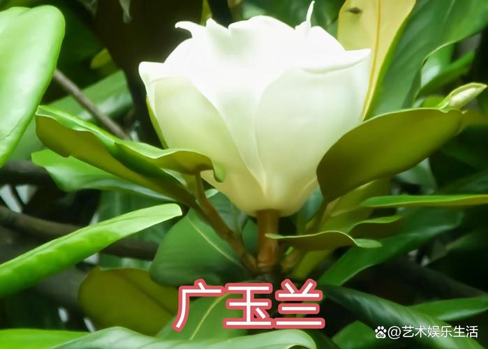 佳木斯适合养什么花,市花和市树是什么,佳木斯绿化树有哪些-第5张图片-优品飞百科 佳木斯适合养什么花,市花和市树是什么,佳木斯绿化树有哪些-第5张图片-优品飞百科