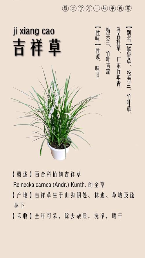 吉祥草的花语及其价值，吉祥草的花语及其价值和意义