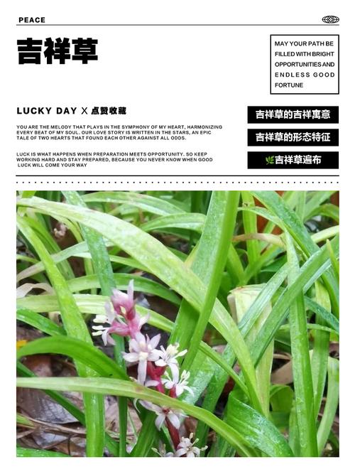 吉祥草的花语及其价值，吉祥草的花语及其价值和意义-第2张图片-优品飞百科