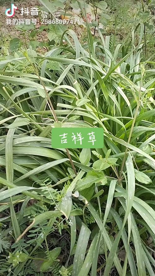 吉祥草的花语及其价值，吉祥草的花语及其价值和意义-第3张图片-优品飞百科