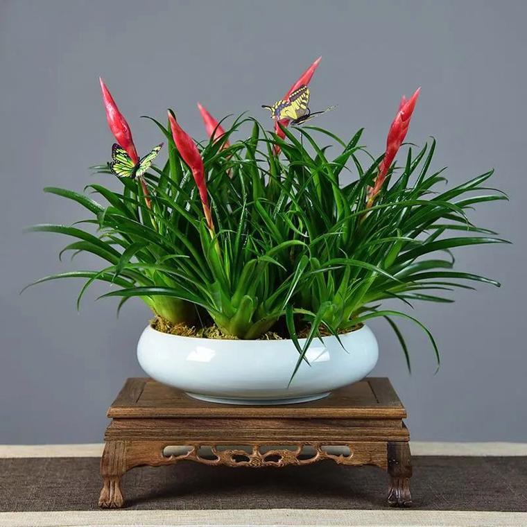 吉祥草的花语及其价值，吉祥草的花语及其价值和意义-第4张图片-优品飞百科