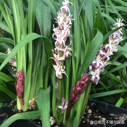 吉祥草的花语及其价值，吉祥草的花语及其价值和意义-第5张图片-优品飞百科