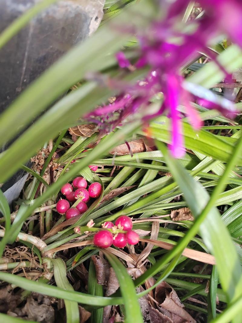 吉祥草的花语及其价值，吉祥草的花语及其价值和意义-第6张图片-优品飞百科