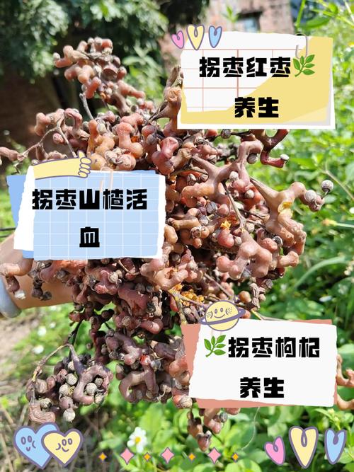 拐枣的功效与作用,拐枣的功效与作用害处?-第2张图片-优品飞百科 拐枣的功效与作用,拐枣的功效与作用害处?-第2张图片-优品飞百科