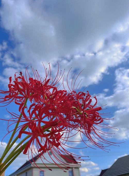 彼岸花有毒吗，彼岸花有几种颜色？-第2张图片-优品飞百科