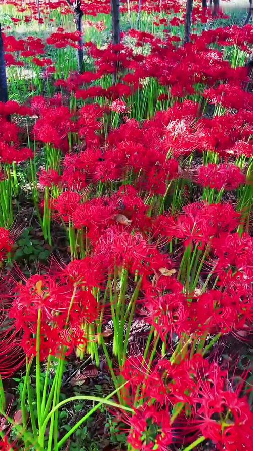 彼岸花有毒吗，彼岸花有几种颜色？-第3张图片-优品飞百科