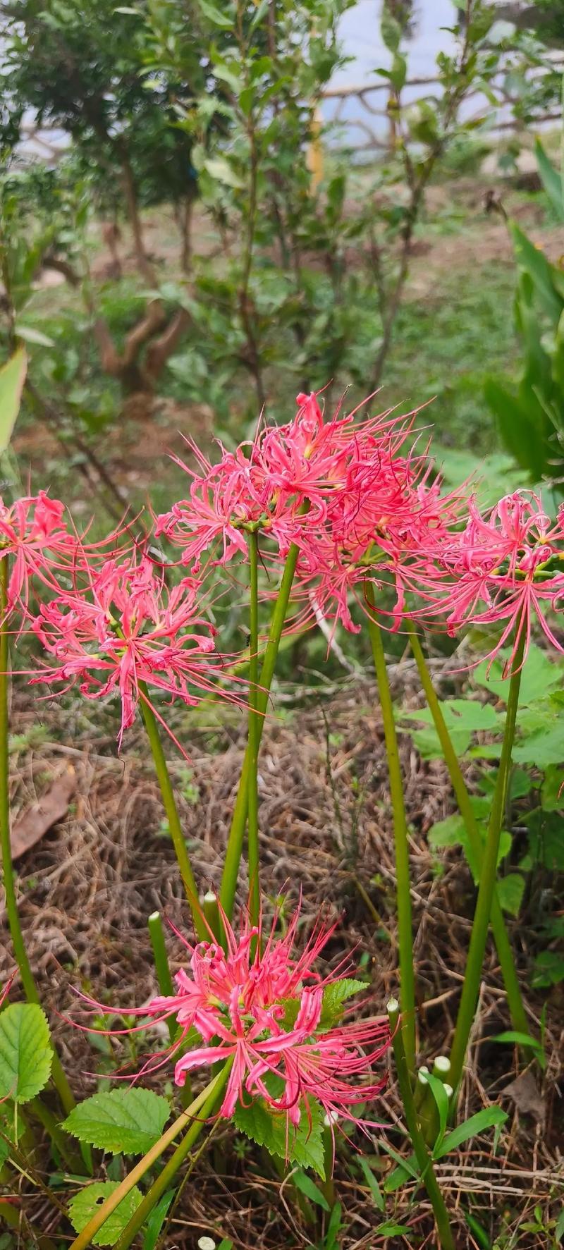 彼岸花有毒吗，彼岸花有几种颜色？-第4张图片-优品飞百科