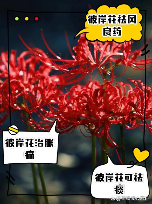 彼岸花有毒吗，彼岸花有几种颜色？-第7张图片-优品飞百科