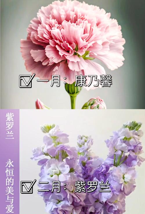 表白爱情送花指南？表白送花怎么搭配？-第5张图片-优品飞百科