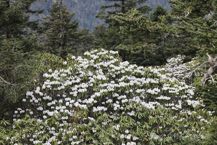 天水适合养什么花，市花和市树是什么，天水适合养什么花,市花和市树是什么花-第2张图片-优品飞百科