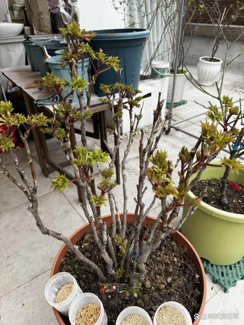 天水适合养什么花，市花和市树是什么，天水适合养什么花,市花和市树是什么花-第4张图片-优品飞百科