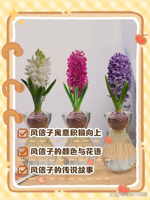 风信子的花语和寓意，风信子的花语和寓意图片-第1张图片-优品飞百科