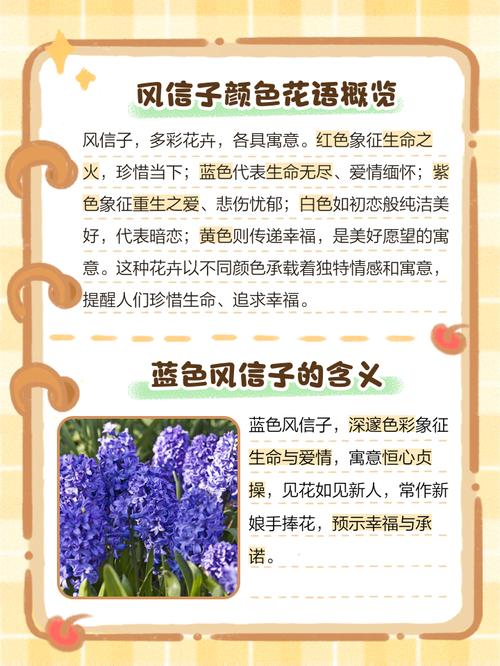 风信子的花语和寓意，风信子的花语和寓意图片-第2张图片-优品飞百科