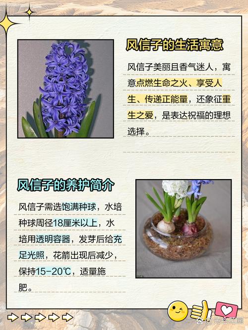 风信子的花语和寓意，风信子的花语和寓意图片-第3张图片-优品飞百科