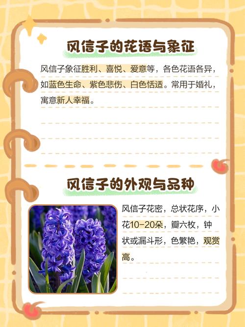 风信子的花语和寓意，风信子的花语和寓意图片-第4张图片-优品飞百科