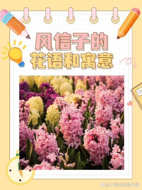 风信子的花语和寓意，风信子的花语和寓意图片-第6张图片-优品飞百科