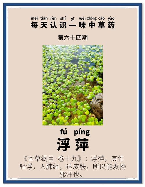 浮萍的功效与作用，干燥浮萍的功效与作用-第2张图片-优品飞百科