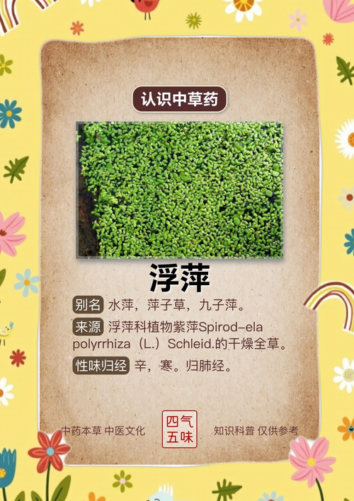 浮萍的功效与作用，干燥浮萍的功效与作用-第3张图片-优品飞百科