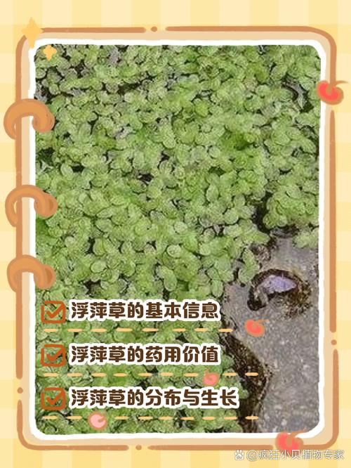 浮萍的功效与作用，干燥浮萍的功效与作用-第5张图片-优品飞百科