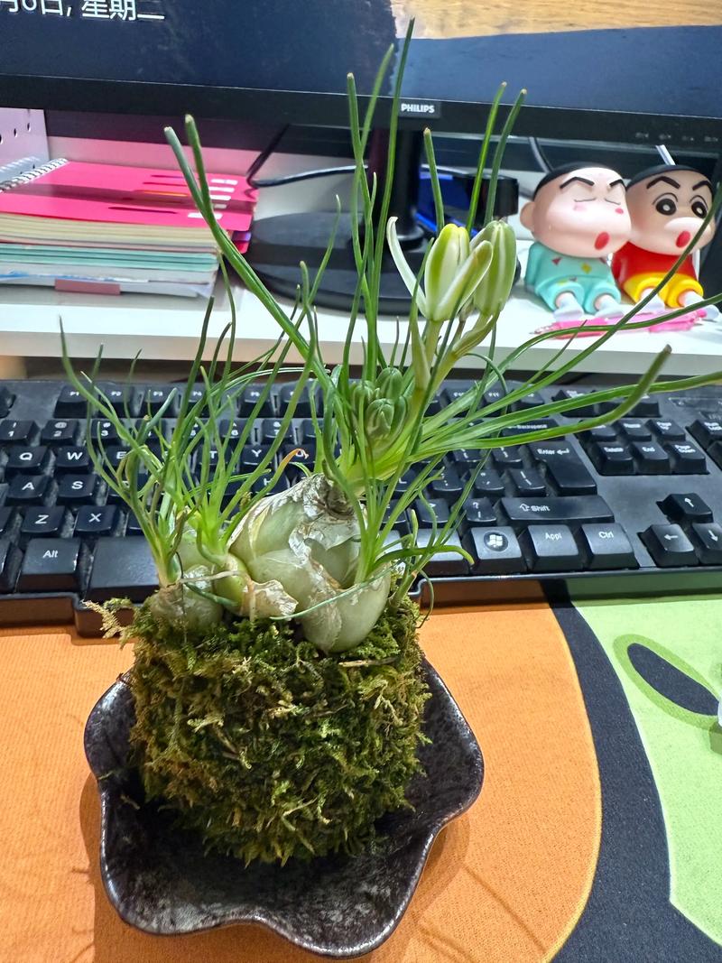 葱兰有毒吗，葱兰有毒性大吗?