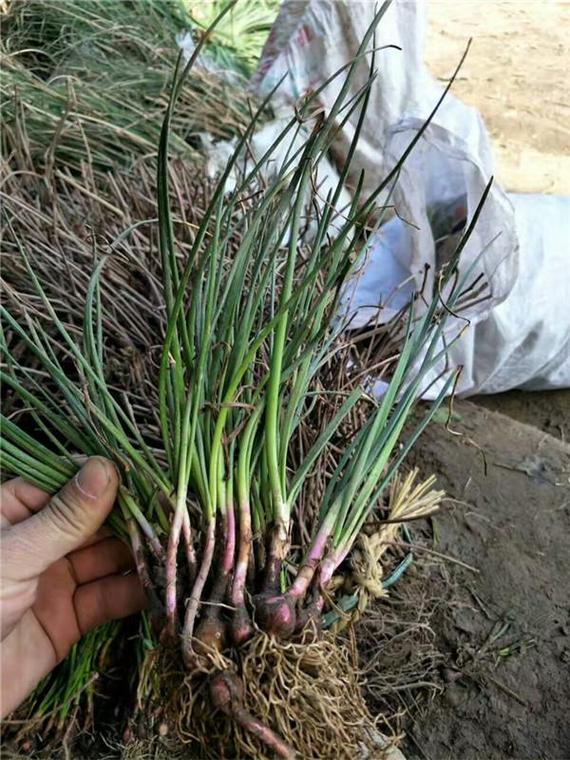 葱兰有毒吗，葱兰有毒性大吗?-第2张图片-优品飞百科