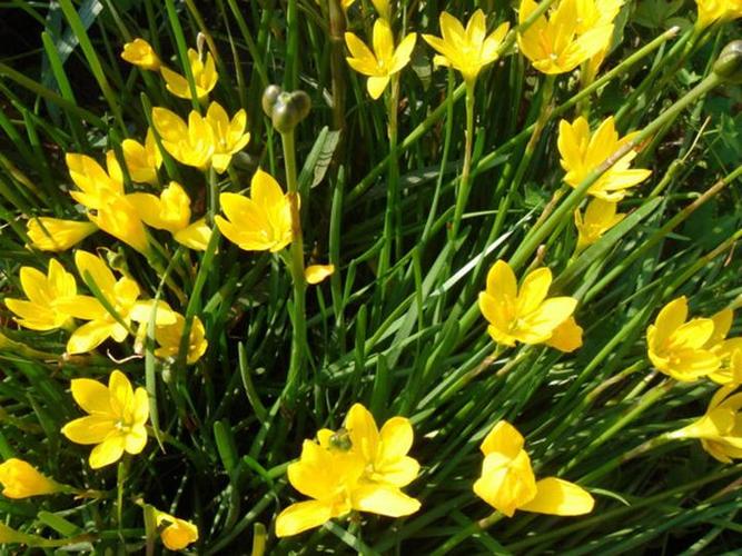 葱兰有毒吗，葱兰有毒性大吗?-第3张图片-优品飞百科