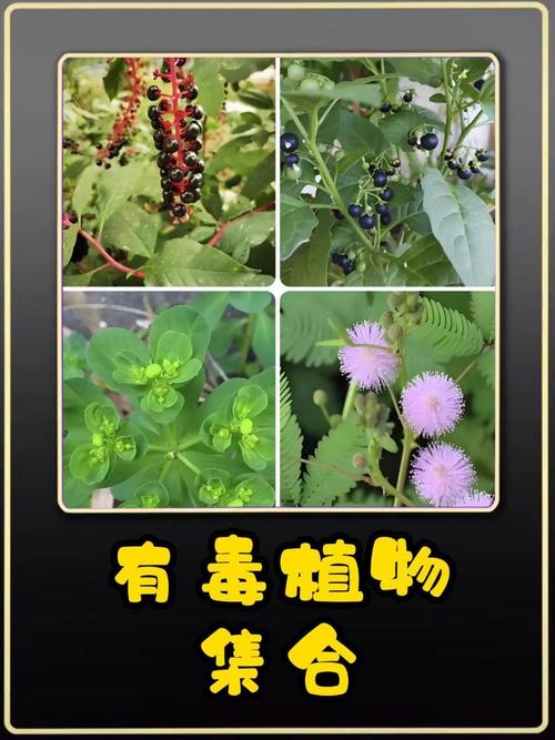 葱兰有毒吗，葱兰有毒性大吗?-第4张图片-优品飞百科