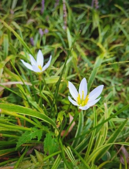 葱兰有毒吗，葱兰有毒性大吗?-第5张图片-优品飞百科