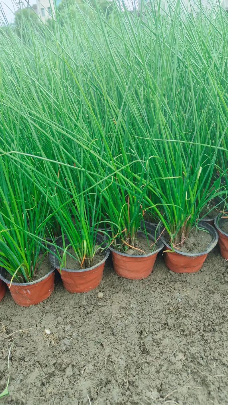 葱兰有毒吗，葱兰有毒性大吗?-第6张图片-优品飞百科