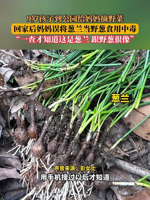 葱兰有毒吗，葱兰有毒性大吗?-第7张图片-优品飞百科