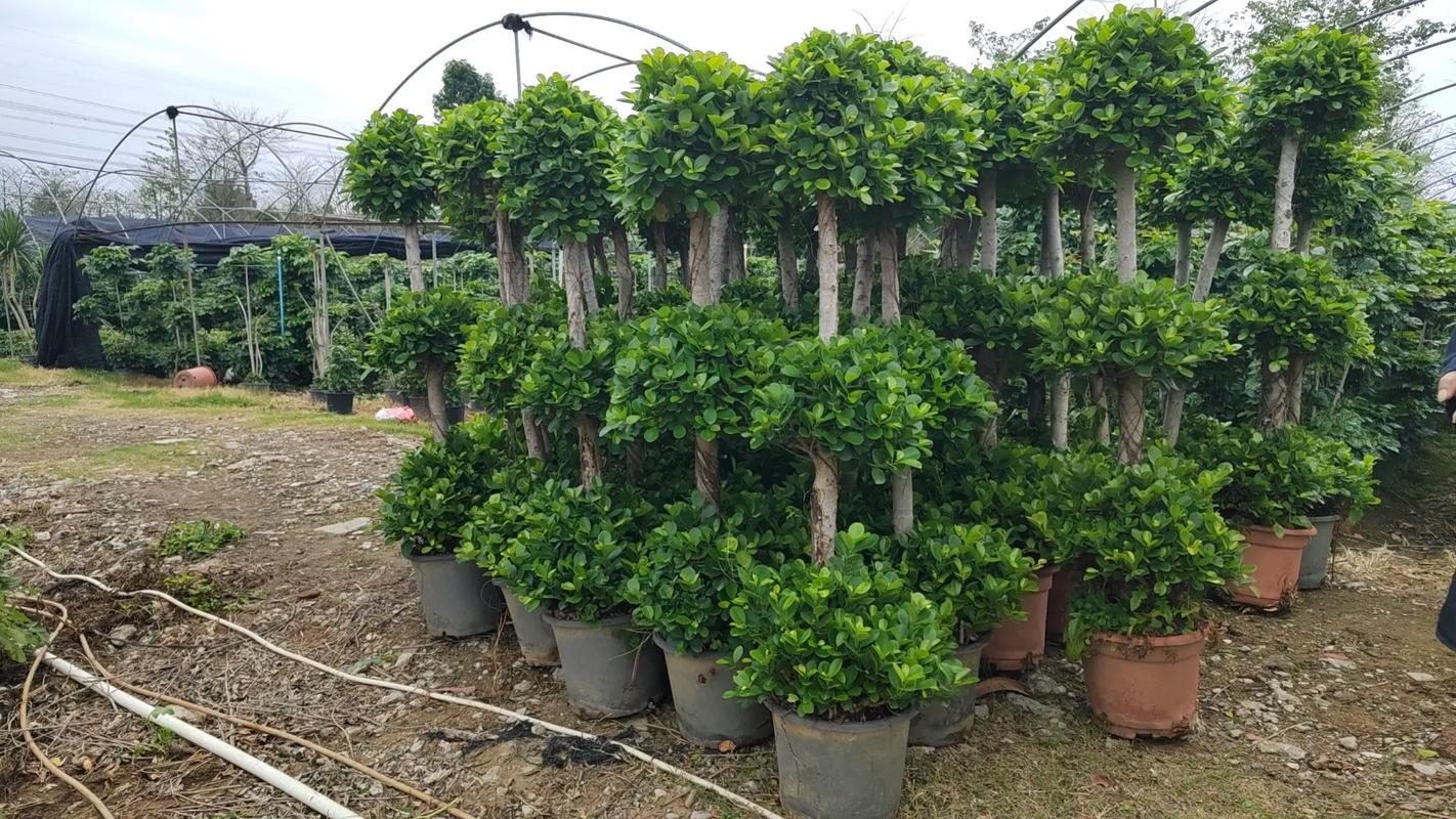 黄金榕的养殖方法和注意事项,黄金榕的养殖方法和注意事项一木?-第1张图片-优品飞百科 黄金榕的养殖方法和注意事项,黄金榕的养殖方法和注意事项一木?-第1张图片-优品飞百科