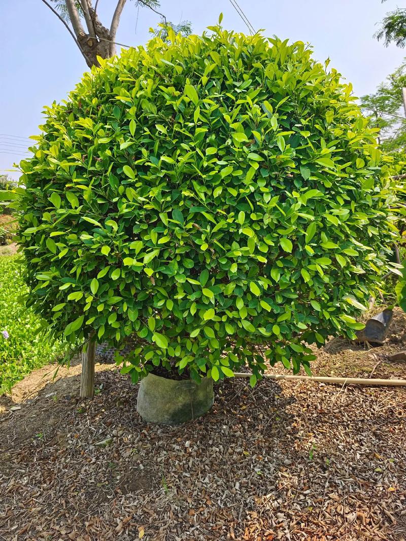 黄金榕的养殖方法和注意事项,黄金榕的养殖方法和注意事项一木?-第2张图片-优品飞百科 黄金榕的养殖方法和注意事项,黄金榕的养殖方法和注意事项一木?-第2张图片-优品飞百科