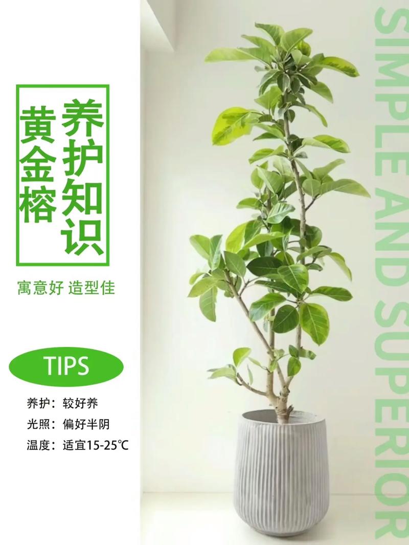 黄金榕的养殖方法和注意事项,黄金榕的养殖方法和注意事项一木?-第3张图片-优品飞百科 黄金榕的养殖方法和注意事项,黄金榕的养殖方法和注意事项一木?-第3张图片-优品飞百科