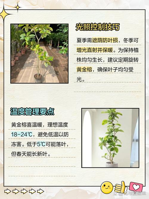 黄金榕的养殖方法和注意事项,黄金榕的养殖方法和注意事项一木?-第4张图片-优品飞百科 黄金榕的养殖方法和注意事项,黄金榕的养殖方法和注意事项一木?-第4张图片-优品飞百科