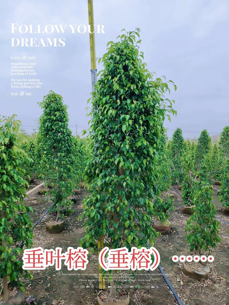 黄金榕的养殖方法和注意事项,黄金榕的养殖方法和注意事项一木?-第5张图片-优品飞百科 黄金榕的养殖方法和注意事项,黄金榕的养殖方法和注意事项一木?-第5张图片-优品飞百科