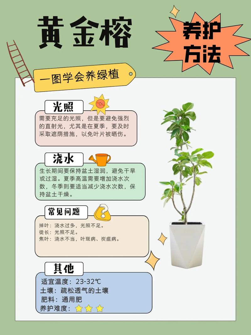 黄金榕的养殖方法和注意事项,黄金榕的养殖方法和注意事项一木?-第6张图片-优品飞百科 黄金榕的养殖方法和注意事项,黄金榕的养殖方法和注意事项一木?-第6张图片-优品飞百科