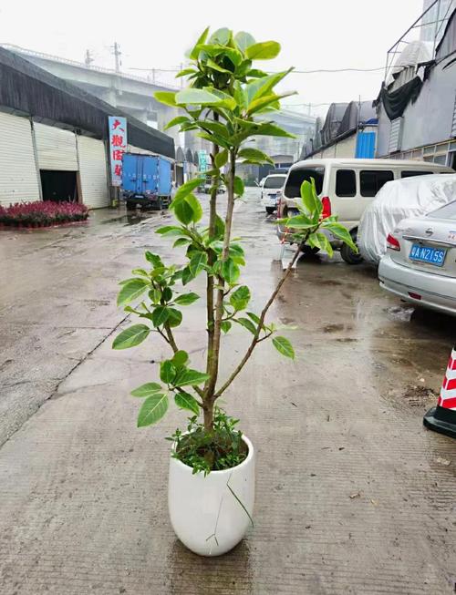 黄金榕的养殖方法和注意事项,黄金榕的养殖方法和注意事项一木?-第7张图片-优品飞百科 黄金榕的养殖方法和注意事项,黄金榕的养殖方法和注意事项一木?-第7张图片-优品飞百科