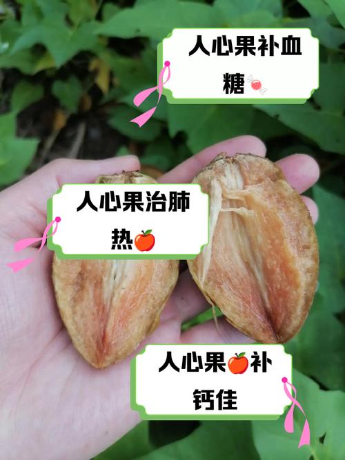 人心果的功效与作用，人心果的功效与作用怎么吃-第3张图片-优品飞百科
