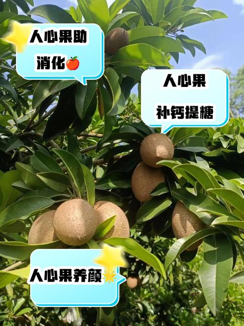 人心果的功效与作用，人心果的功效与作用怎么吃-第4张图片-优品飞百科