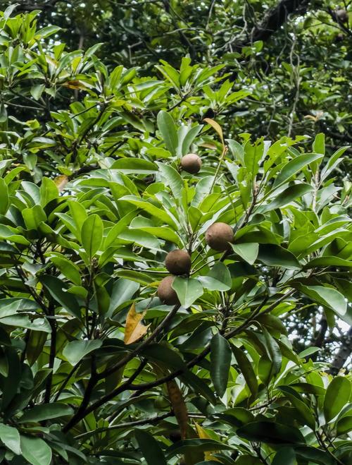 人心果的功效与作用，人心果的功效与作用怎么吃-第5张图片-优品飞百科