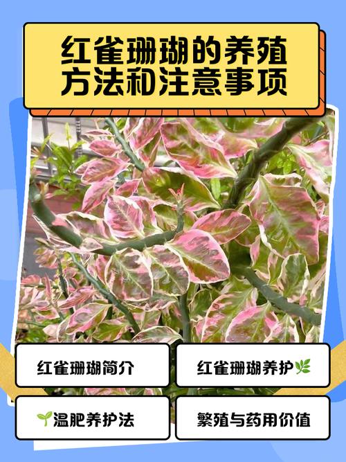 珊瑚朴的养殖方法和注意事项？珊瑚树养殖方法和注意事项有哪些？-第1张图片-优品飞百科