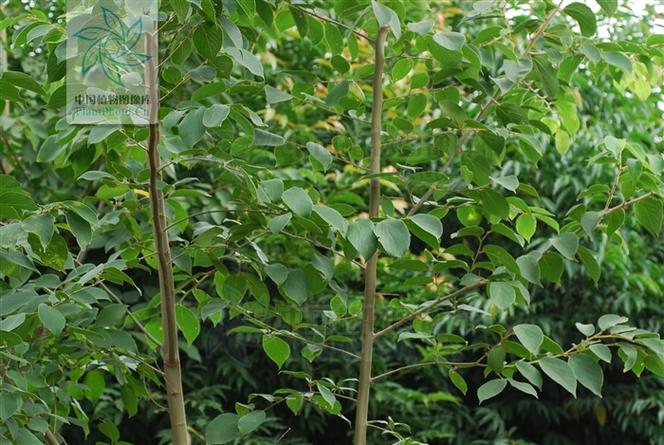 珊瑚朴的养殖方法和注意事项？珊瑚树养殖方法和注意事项有哪些？-第2张图片-优品飞百科