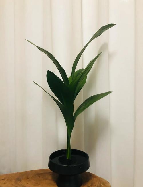 一叶兰能放客厅吗，一叶兰可以放室内养吗-第1张图片-优品飞百科