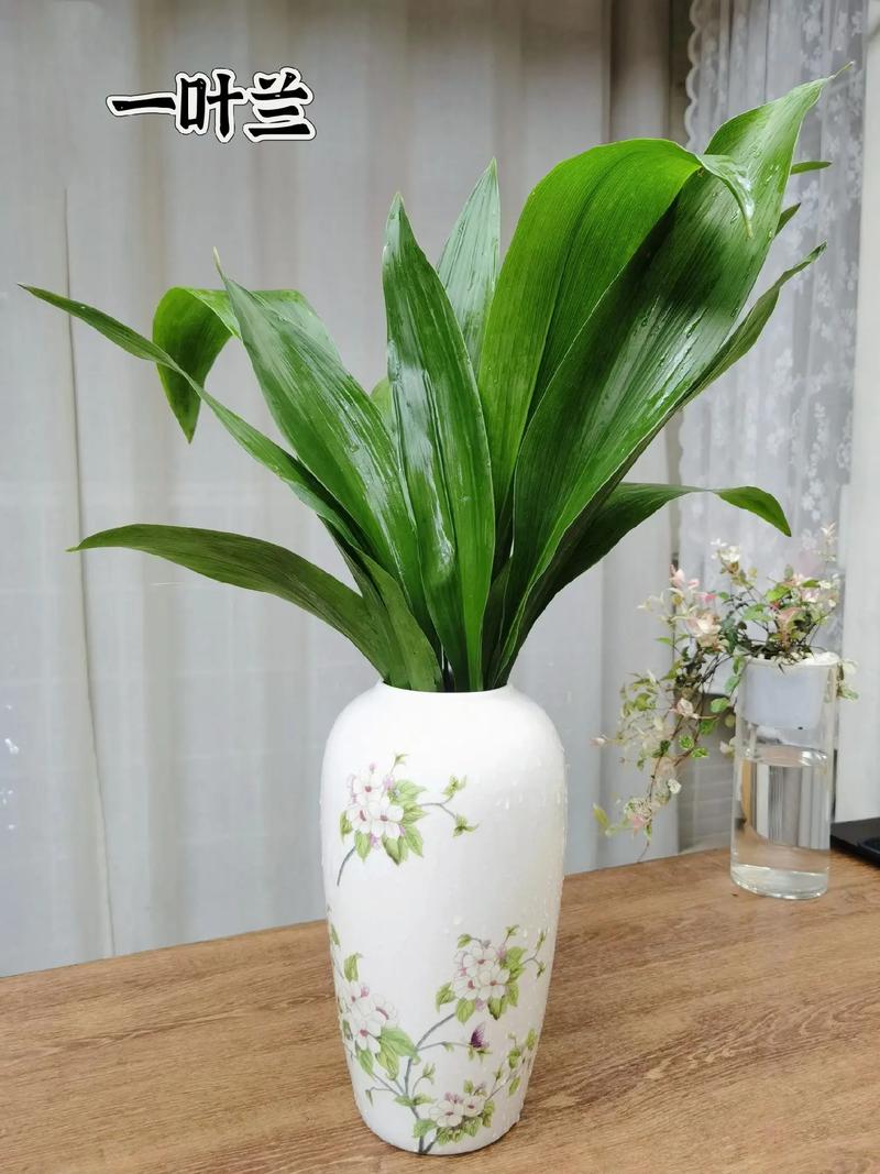 一叶兰能放客厅吗，一叶兰可以放室内养吗-第2张图片-优品飞百科